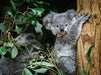 Blue Mountains Off The Beaten Track 4Wd Day Adventure Wildlife + River Cruise - We Wander