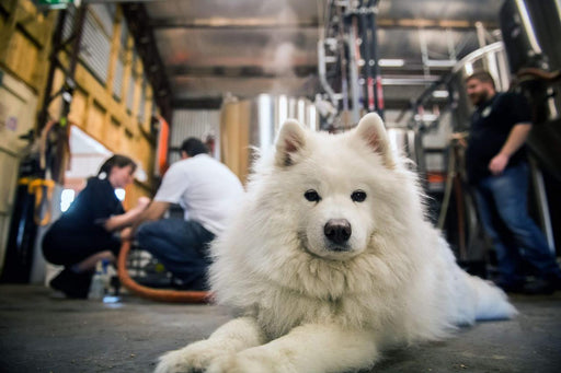 Brewery Tour, Tasting And Lunch At Smiling Samoyed Brewery - We Wander