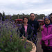 Bridestowe Lavender Farm Shuttle - We Wander