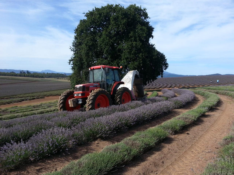 Bridestowe Lavender Farm Shuttle - We Wander