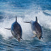 Bruny Island Cruises Full Day Tour From Hobart - We Wander