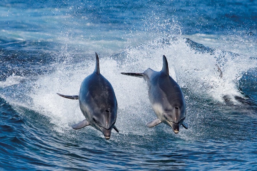 Bruny Island Cruises Full Day Tour From Hobart - We Wander