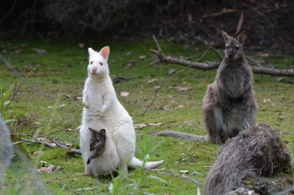 Bruny Island Day Tour - We Wander