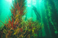Busselton Jetty, Train Ride & Dolphin Discovery - We Wander