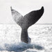 Busselton Whale Watching - We Wander