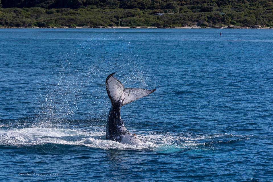 Busselton Whale Watching - We Wander