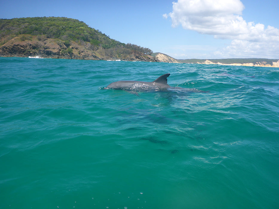 Learn To Surf Australia's Longest Wave + Great Beach Drive Adventure - Noosa Day Trip