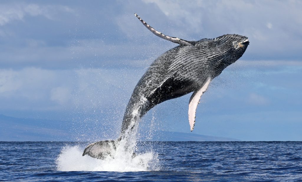 Sails And Whales Private Charter Whale Watching On A Luxury Sailing Catamaran