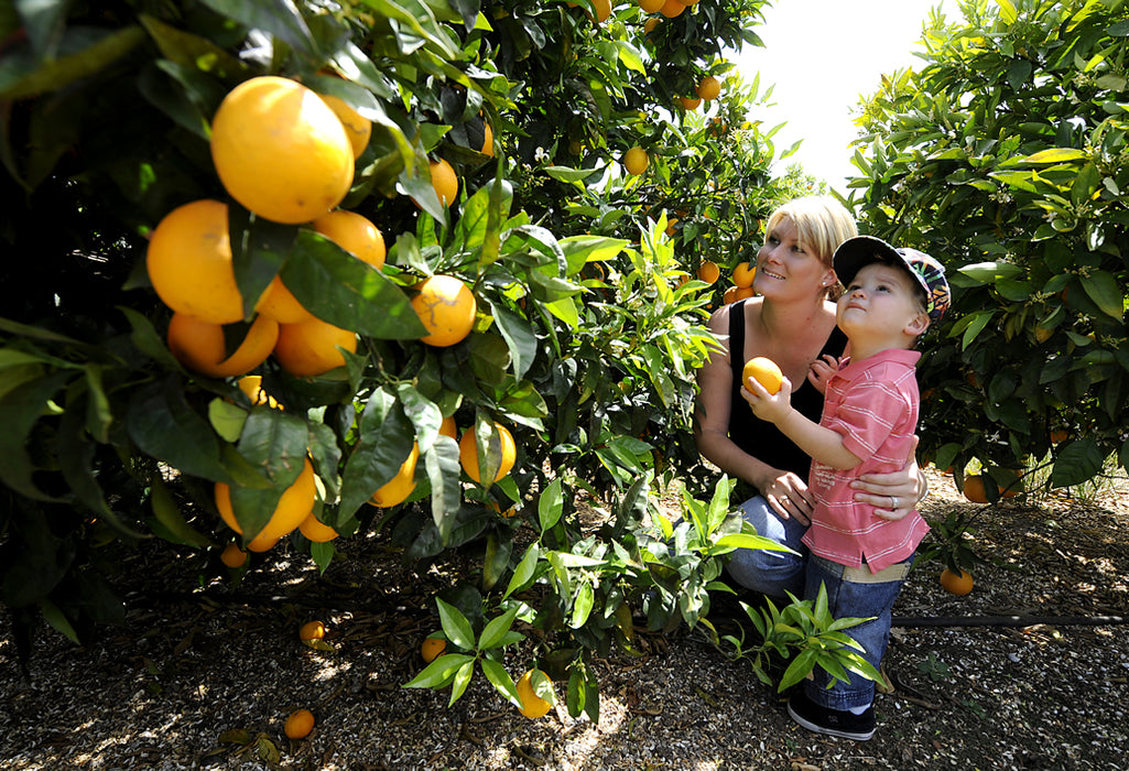 Swan Valley, Wildlife Park, Winery & Fruit Orchard