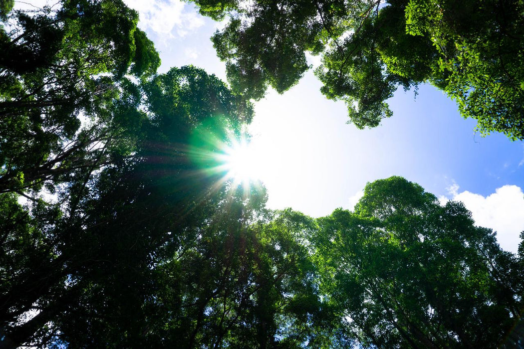 Pack-Free Camping: Lake Mckenzie Eco Walk - 2 Days