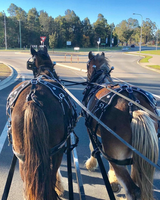 45-Minute Vineyard Horse-Drawn Carriage Ride