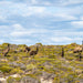 Coffin Bay - Oyster, Off - Road Sightseeing 4Wd Full - Day Tour - We Wander