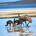 Coffin Bay Oysters, Ocean And Nature Tour - Full Day - We Wander