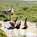 Coffin Bay Oysters, Ocean And Nature Tour - Full Day - We Wander