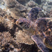 Coral Viewing Tour, Exmouth 1Hr - We Wander