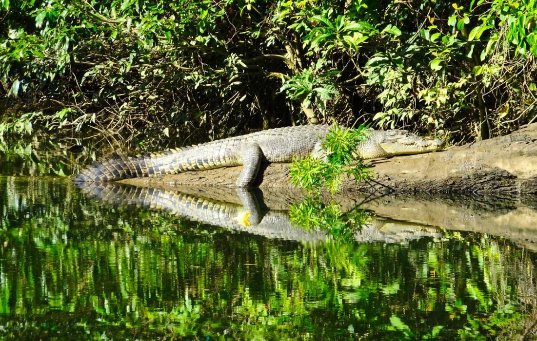 Crocodile Express Daintree Rainforest & Wildlife Cruise From Daintree Ferry Gateway - We Wander