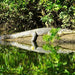 Crocodile Express Daintree Rainforest & Wildlife Cruise From Daintree Ferry Gateway - We Wander