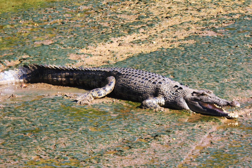 Crocodile Express Daintree Rainforest & Wildlife Cruise From Daintree Ferry Gateway - We Wander