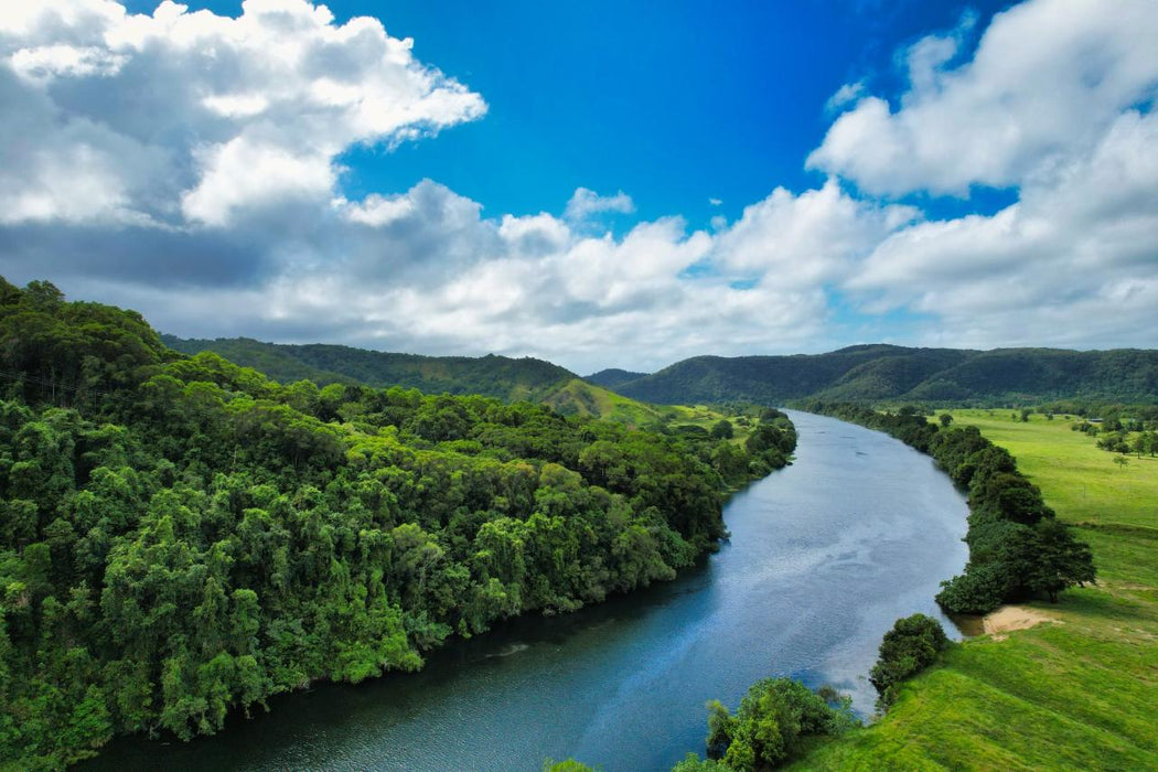 Crocodile Express Daintree Rainforest & Wildlife Cruise From Daintree Ferry Gateway - We Wander