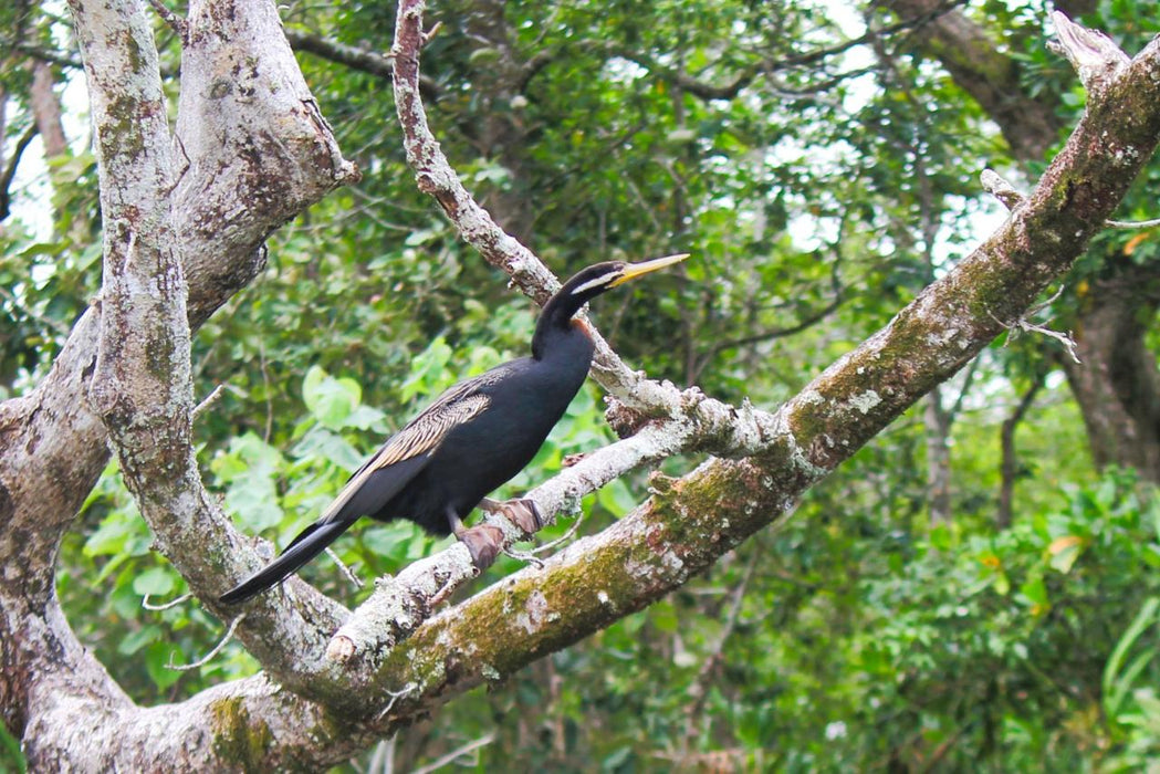 Crocodile Express Daintree Rainforest & Wildlife Cruise From Daintree Village - We Wander