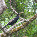 Crocodile Express Daintree Rainforest & Wildlife Cruise From Daintree Village - We Wander