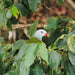 Crocodile Express Daintree Rainforest & Wildlife Cruise From Daintree Village - We Wander