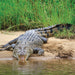 Crocodile Express Daintree River Cruise Daintree Village & Daintree Discovery Centre Unlimited Pass - We Wander