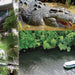 Crocodile Express Daintree River Cruise Daintree Village & Daintree Discovery Centre Unlimited Pass - We Wander