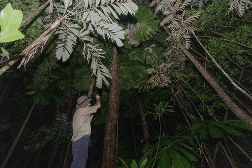 Daintree Rainforest Night Walk Tour - We Wander