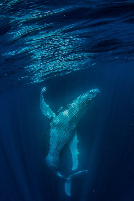 Deluxe Humpback Whale Watching Tour - We Wander