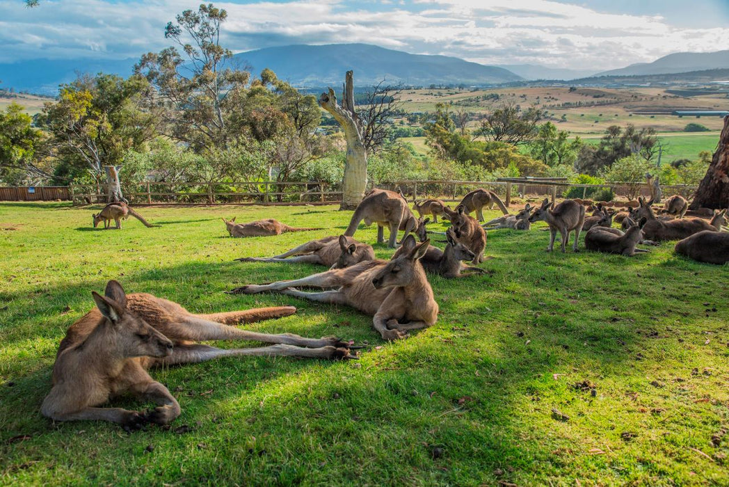 3 Day Tasmanian Highlights Tour '' Hobart, Port Arthur And Bruny Island