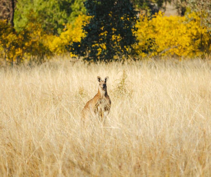 Discover Carnarvon Ranges - We Wander