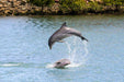 Dolphin Sanctuary & Ships Graveyard Kayak Tour - We Wander
