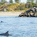 Dolphin Spotting River Cruise - We Wander