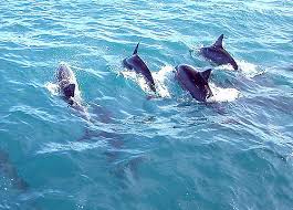 Dolphin Spotting River Cruise - We Wander