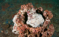 Double Dive: Ex - Hmas Brisbane Wreck - We Wander