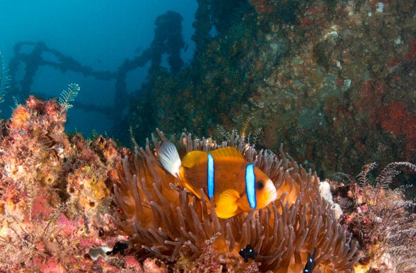 Double Dive: Ex - Hmas Brisbane Wreck - We Wander