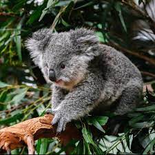 Blue Mountains Off The Beaten Track 4Wd Day Adventure Wildlife + River Cruise