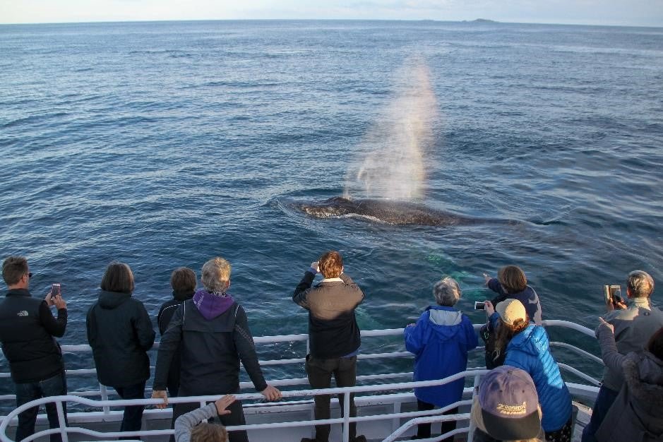 Dunsborough Whale Watching Eco Tours - We Wander