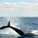 Dunsborough Whale Watching Eco Tours - We Wander