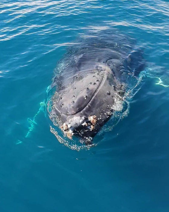 Dunsborough Whale Watching Eco Tours - We Wander