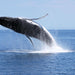 Dunsborough Whale Watching Eco Tours - We Wander