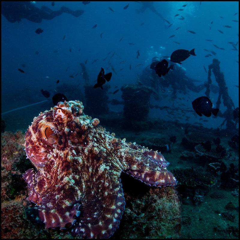 Ex - Hmas Brisbane Double Dive - We Wander