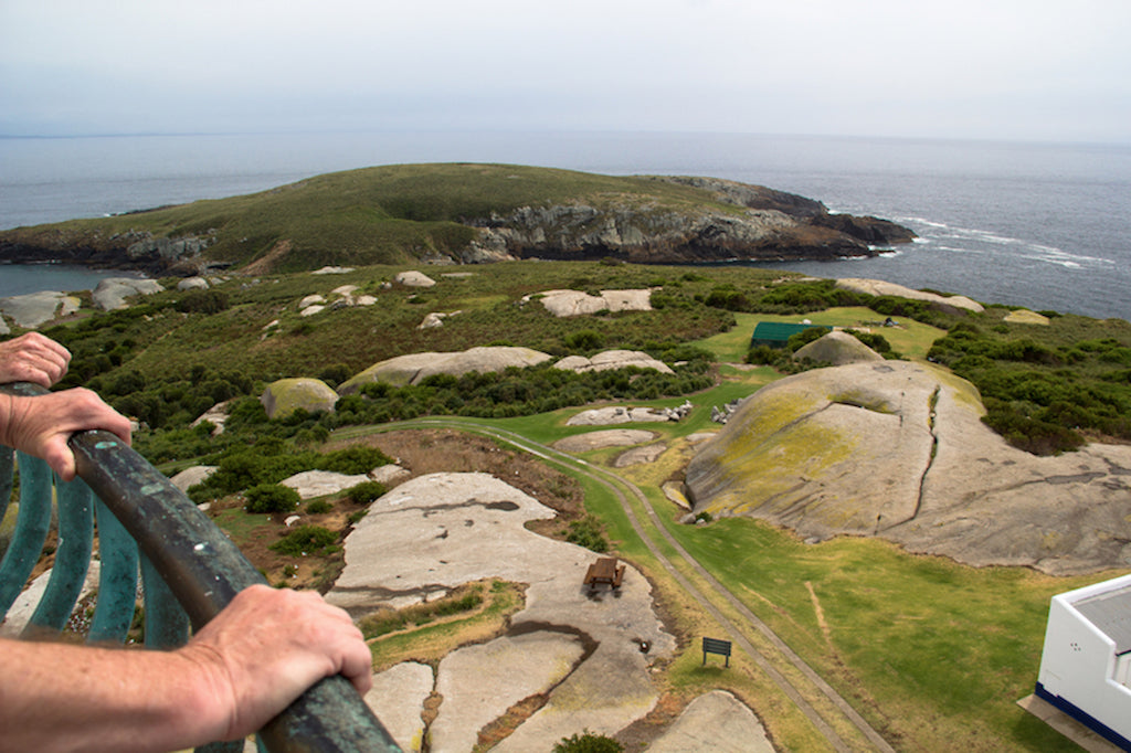 Montague Island Tour Morning