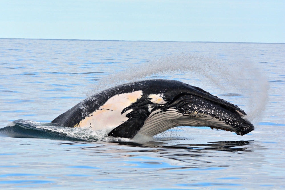 Whale Watch Perth