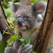 Family Pass At Port Stephens Koala Sanctuary - We Wander