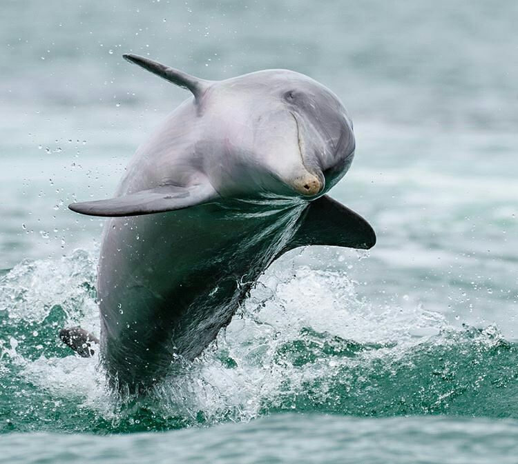 Winter Wildlife Cruise Includes Fresh Fish & Chips Lunch