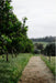 Forage On The Farm & Vino In The Vines - We Wander