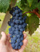 Full Day Wine & All About It Tour: Scones, Chocolate, Wineries, Lunch & More! - We Wander