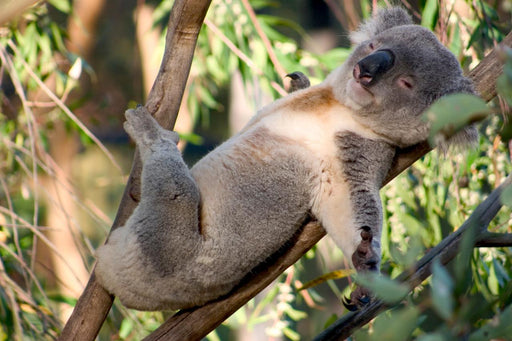 General Admission At Port Stephens Koala Sanctuary - We Wander